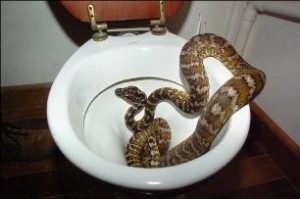 SNAKE IN LOO 300x199