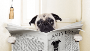 dog on loo